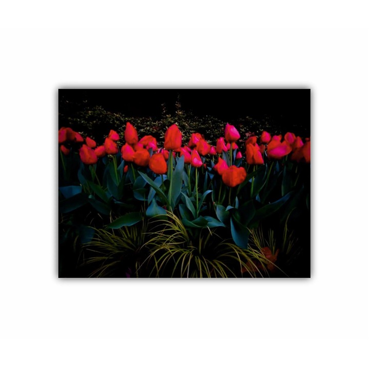 Vászonfestmény, 1 db, Tulipán 2 0187, UV nyomat PREMIUM COTTON vászonra és fa keretre feszítve, 80X60 cm