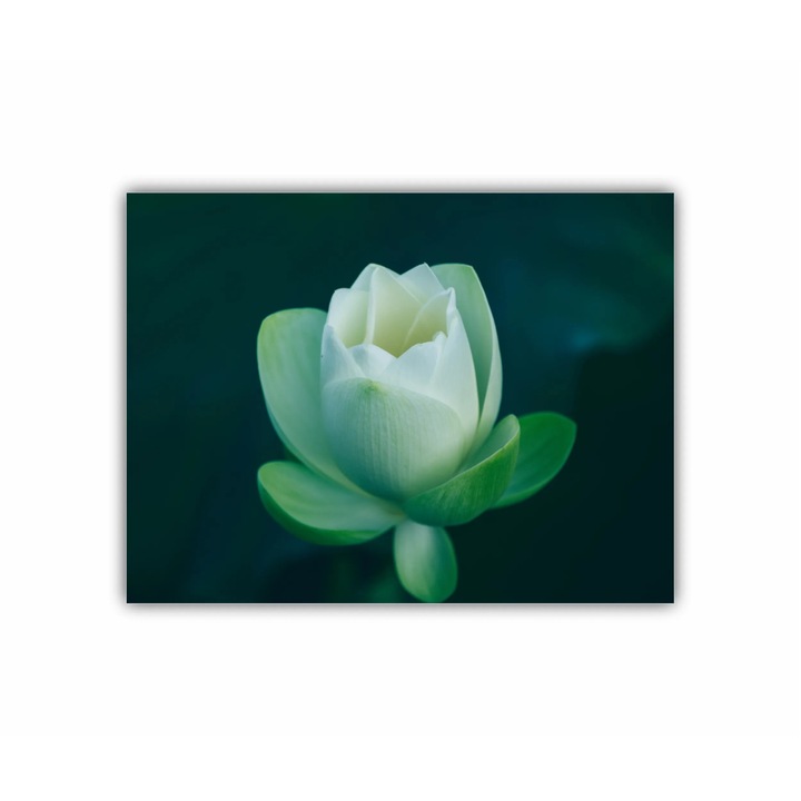 Vászonfestmény, 1 db, White Phalaenopsis Orchid 0283, UV nyomat PREMIUM COTTON vászonra és fa keretre feszítve, 80X60 cm