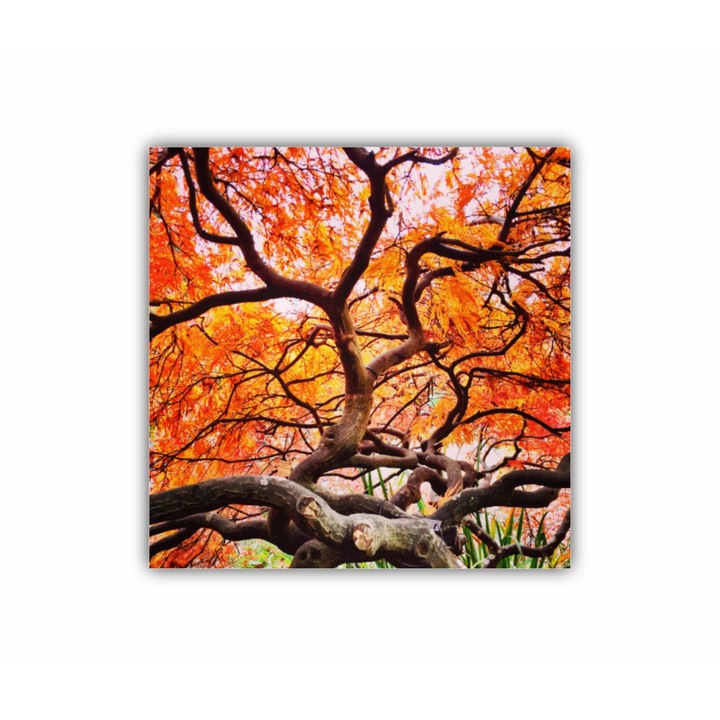 Vászonfestmény, 1 db, Vörös japán juhar 0309, UV nyomat PREMIUM COTTON vászonra és fa keretre feszítve, 30X30 cm