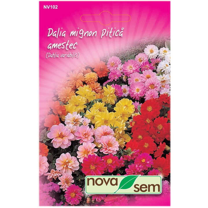 Seminte flori Novasem, Dalia Mignon, Pitica, 0.4 g