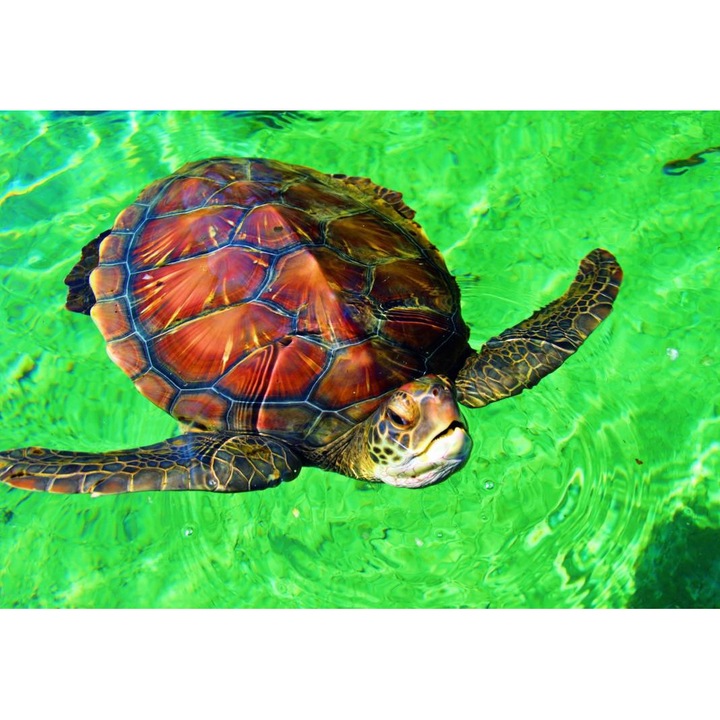 BlueBird - Пъзел La Réunion - Tortue de Mer - 1000 части