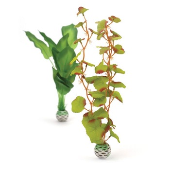 Plante decorative acvariu dimensiune medie Plante decorative acvariu dimensiune medie