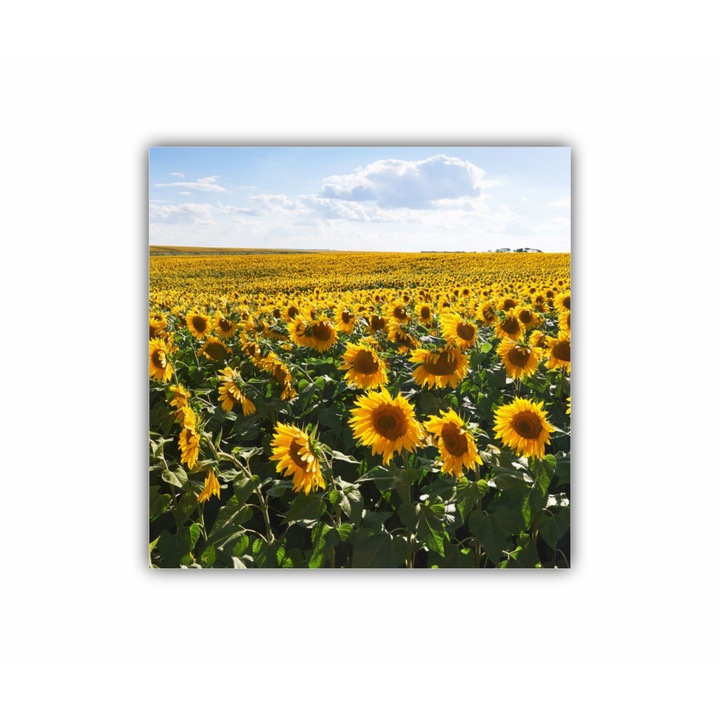 Tablou Canvas, 1 piesa, Camp de floarea soarelui 4 0074, Tipar UV pe panza PREMIUM din BUMBAC (340 g/mp) si intins pe sasiu din lemn (Profil 2X3.6cm), 100X100 cm