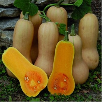Seminte de dovleac placintar Waltham Butternut 2g Seminte de dovleac placintar Waltham Butternut 2g