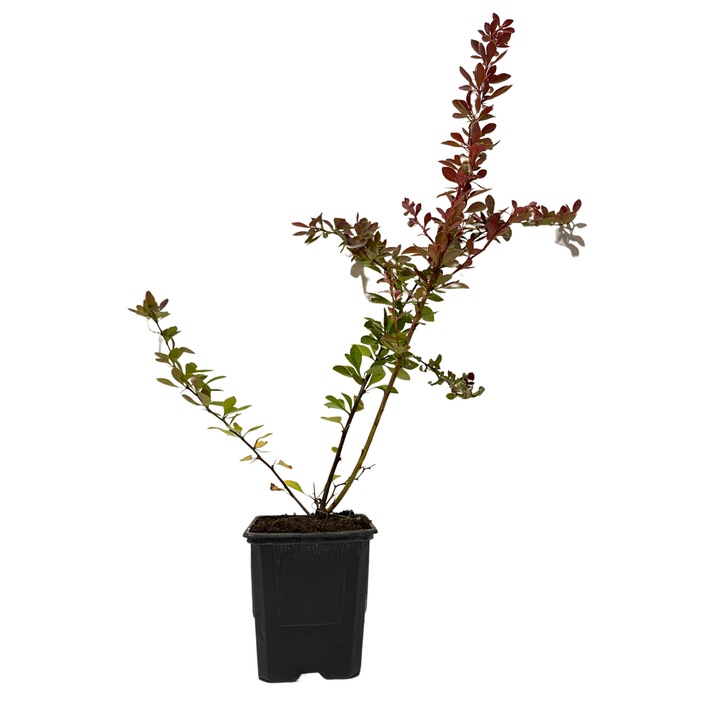 Planta ghiveci de Dracila Rosie (Berberis Superba) 25-40cm