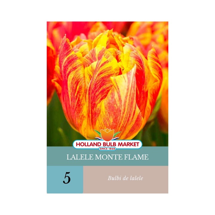 Bulbi de lalele Monte Flame, 5 bucati