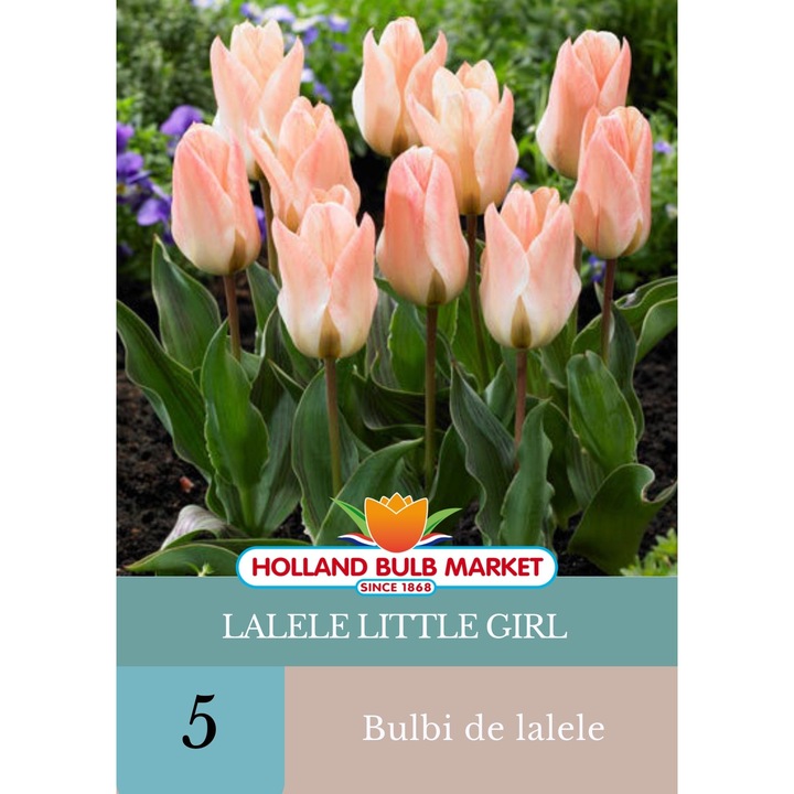 Bulbi de lalele Little Girl, 5 bucati