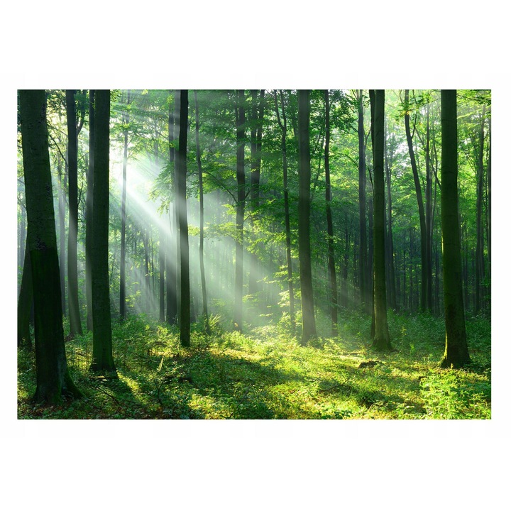 Fototapet Padure Copaci Natura Peisaj 3D 312x219 cm, Modern Vlies Tapet, Camera De Zi Living