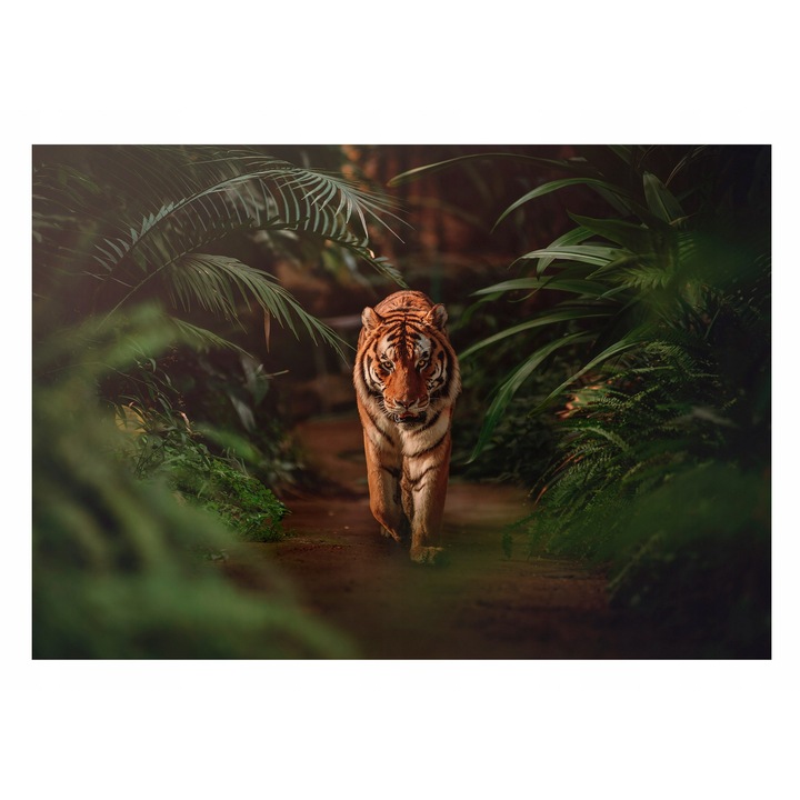 Fototapet Tiger Animale Natura Jungla 254x184 cm, Modern Vlies Tapet, Camera De Zi Living