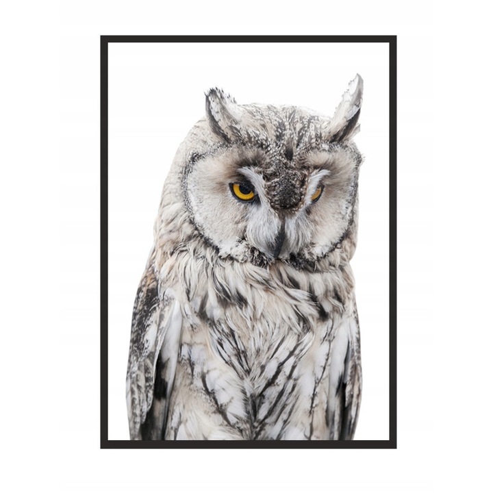 Постер в рамка Бухал, PoStar, 33x43 см, сив