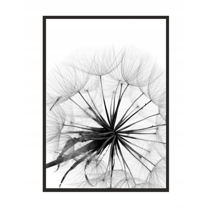 Рамкиран постер Глухарче, PoStar, 33x43 см, черно/бяло