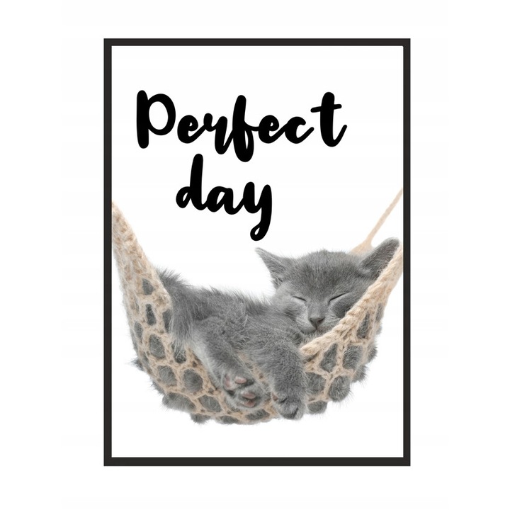 Poster cu rama Cat, PoStar, 33x43 cm, Multicolor