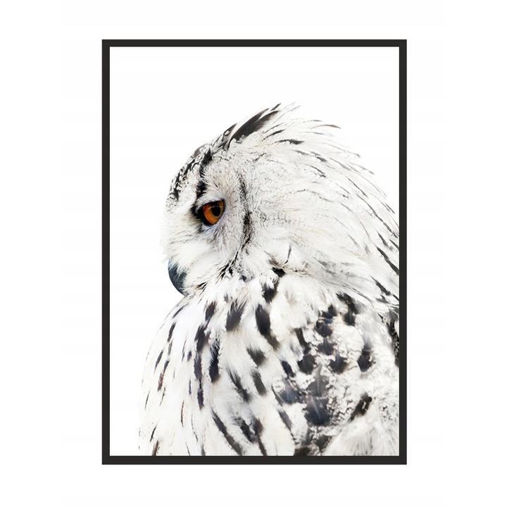 Постер в рамка Бухал, PoStar, 33x43 см, сив