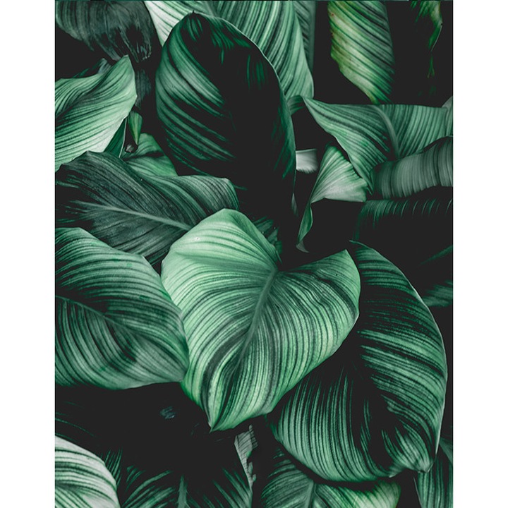 Foto tapet, model frunze, 190 x 254 cm