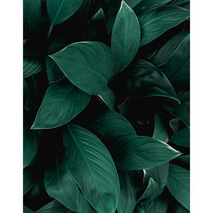 Foto tapet, model frunze, 190 x 254 cm