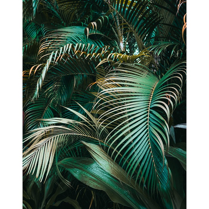 Foto tapet, model frunze, 190 x 254 cm