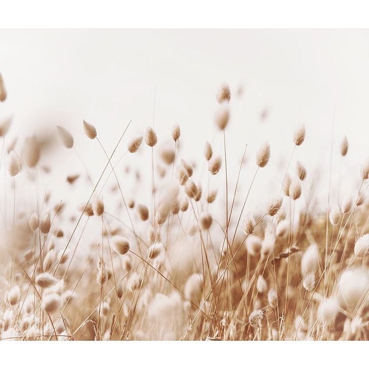 Nád tapéta, PoStar, Szintetikus szál, 300x254 cm, Bézs