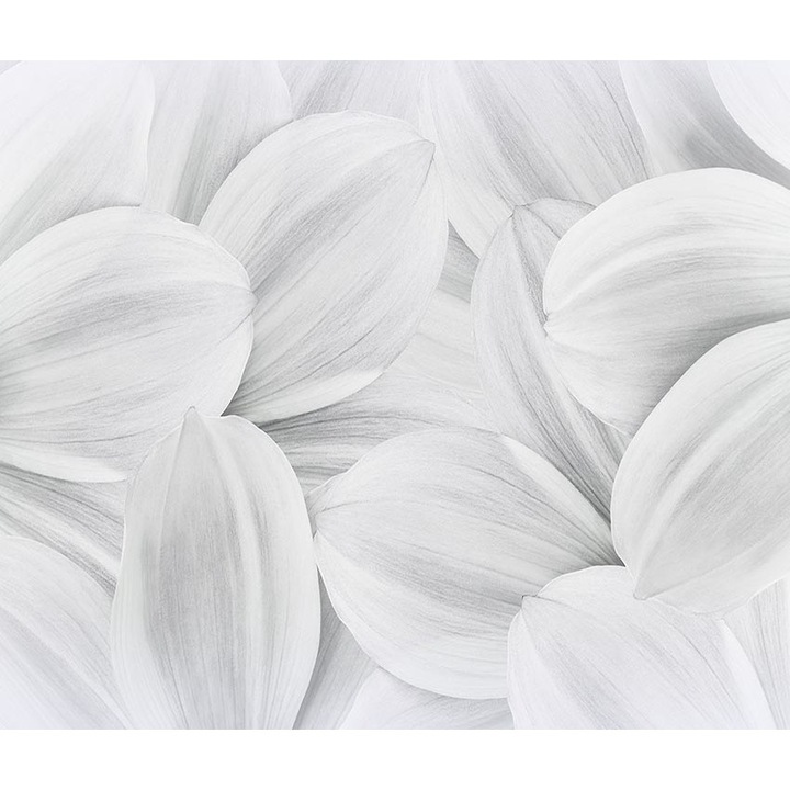 Falikép, PoStar, SF_F021, Fizelina, 285x254 cm