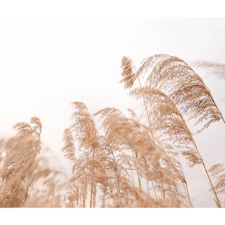 Nád tapéta, PoStar, Szintetikus szál, 300x254 cm, Bézs