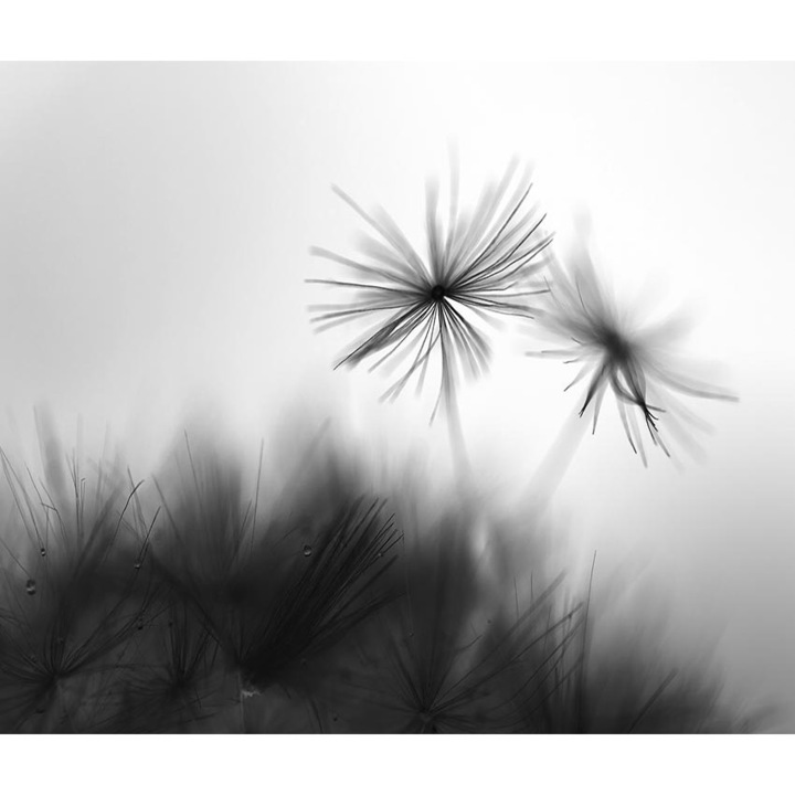 Falikép, PoStar, SF_F046, Fizelina, 285x254 cm