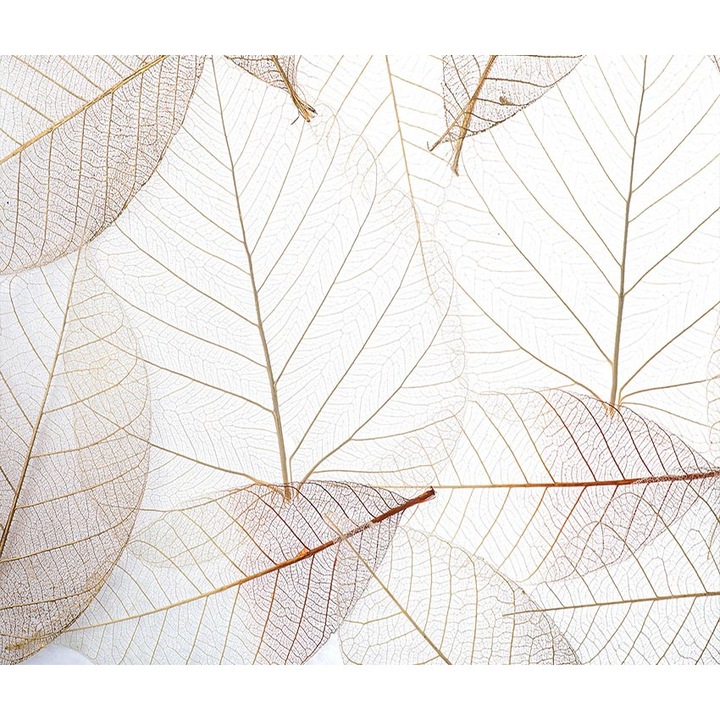 Fototapet Frunze, PoStar, Fibre sintetice, 300x254 cm, Bej