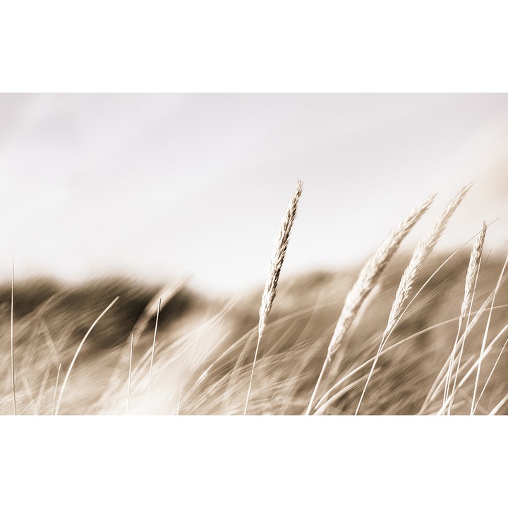 Nád tapéta, PoStar, Szintetikus szál, 400x254 cm, Bézs