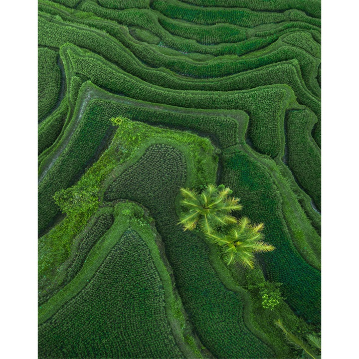 Tapéta Nature, PoStar, Szintetikus szál, 200x254 cm, Zöld