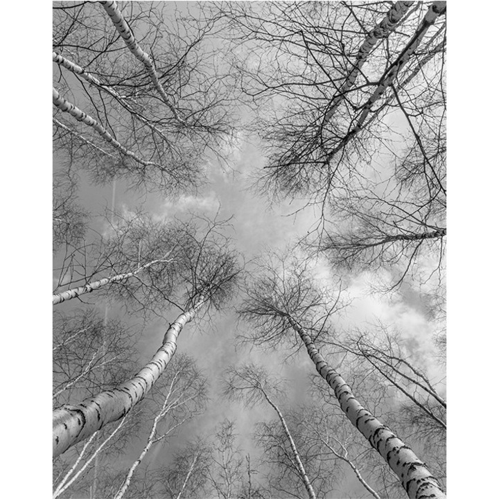 Trees tapéta, PoStar, Szintetikus szál, 200x254 cm, Fehér/Fekete