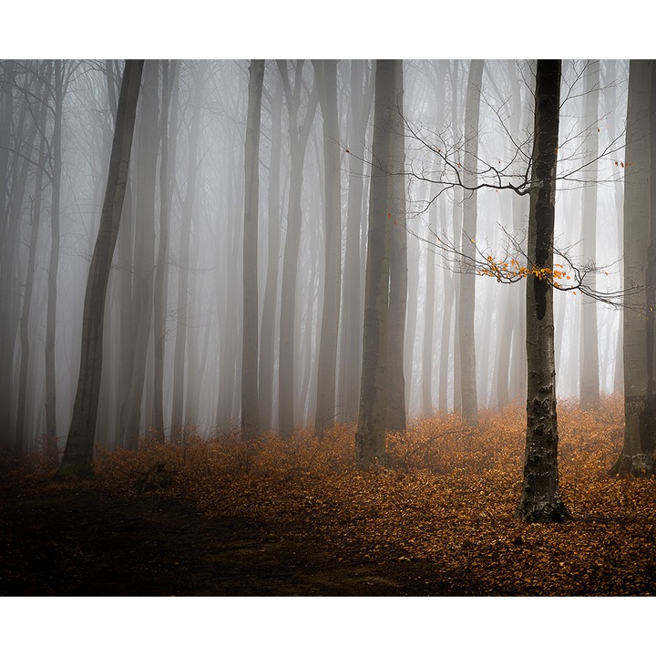 Erdei tapéta, PoStar, Szintetikus szál, 300x254 cm, Barna/Narancs