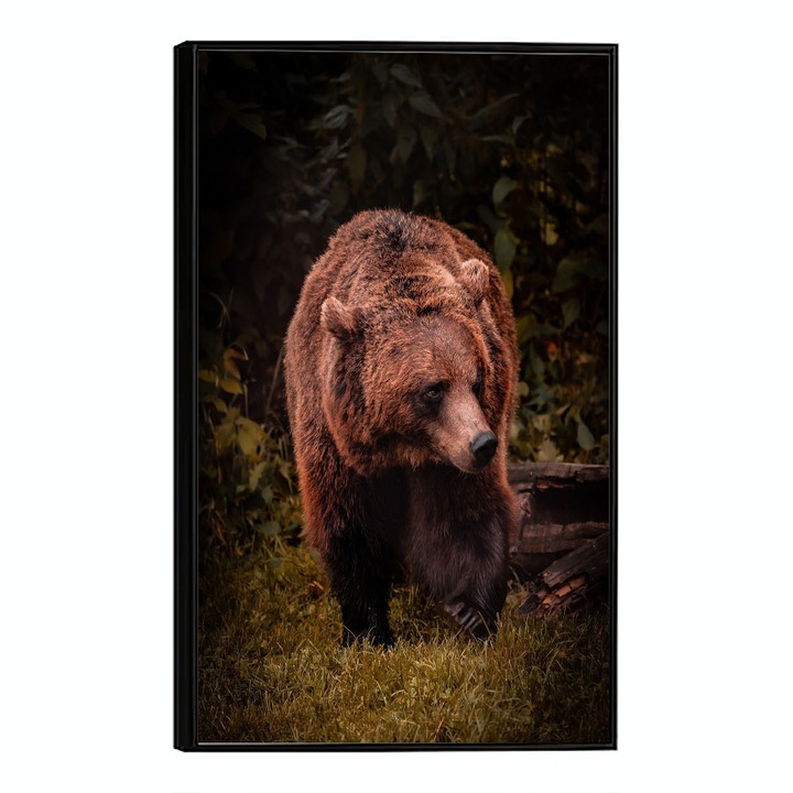 Tablou Poster Inramat, Brown Bear, 21 x 30 cm, Rama Neagra