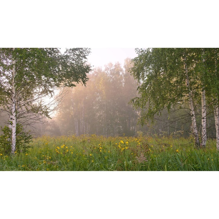 Öntapadó PVC tapéta - Táj erdőkkel és fákkal 206, 100 x 150 cm