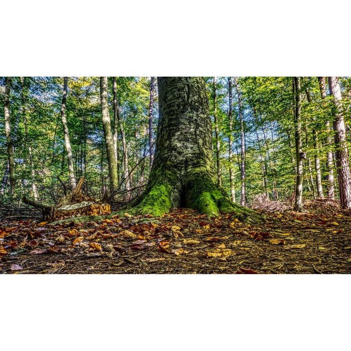 Öntapadó PVC tapéta - Táj erdőkkel és fákkal 104, 100 x 150 cm