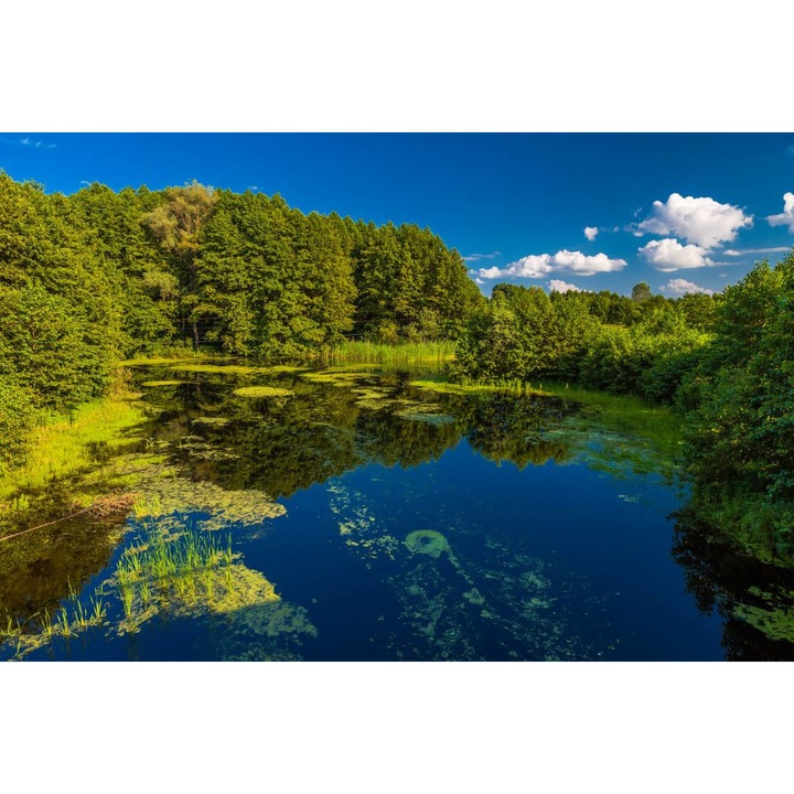 Öntapadó PVC tapéta - Táj erdőkkel és fákkal 236, 100 x 150 cm