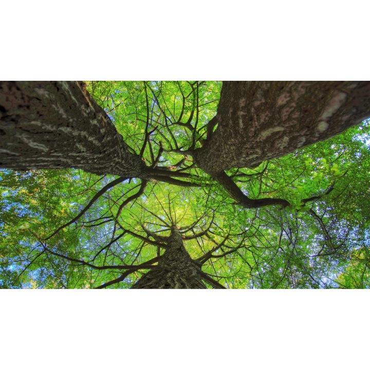 Öntapadó PVC tapéta - Táj erdőkkel és fákkal 254, 100 x 150 cm