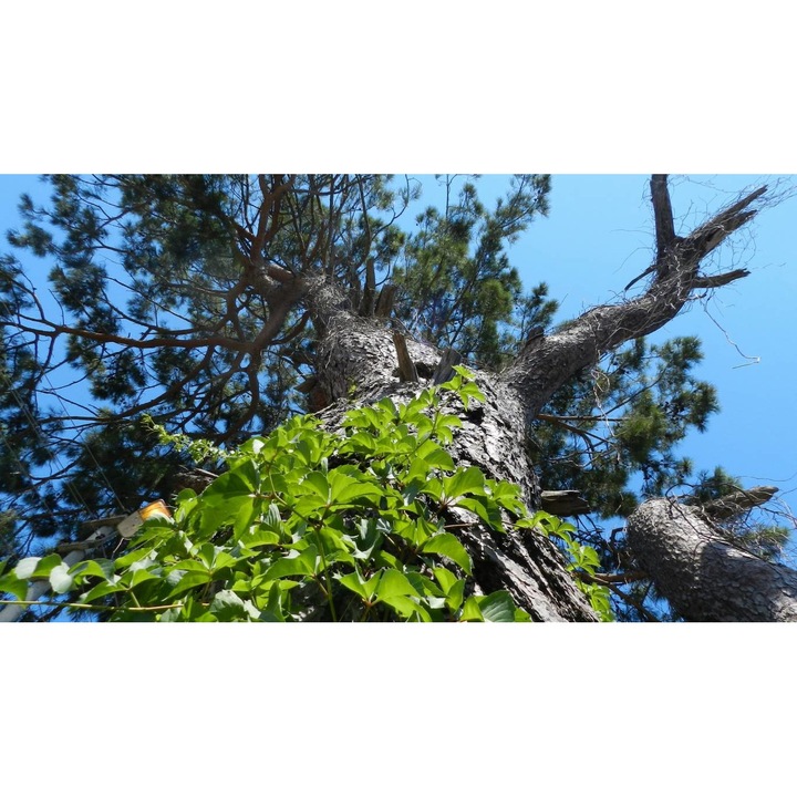 Sticker perete - Peisaje cu Paduri si Copaci 073, 130x90 cm