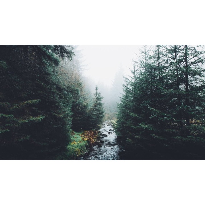 Öntapadó PVC tapéta - Táj erdőkkel és fákkal 242, 100 x 150 cm