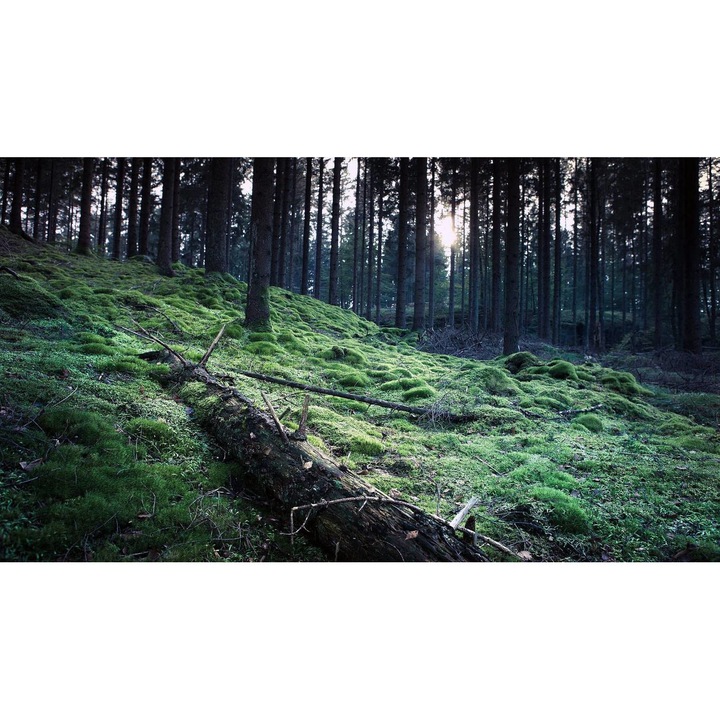 Öntapadó PVC tapéta - Táj erdőkkel és fákkal 261, 100 x 150 cm