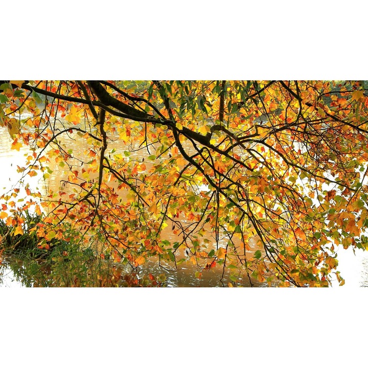 Sticker perete - Peisaje cu Paduri si Copaci 216, 130x90 cm