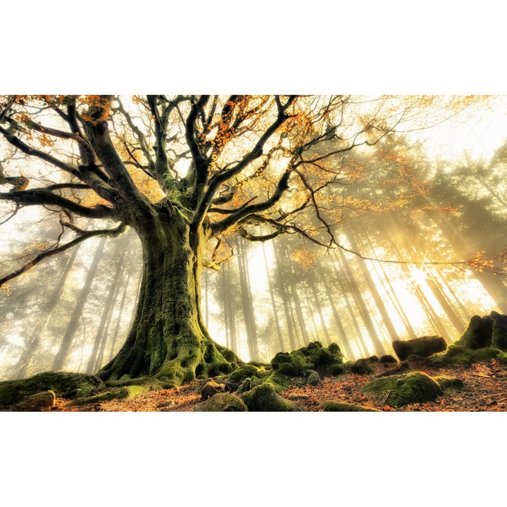 Öntapadó PVC tapéta - Táj erdőkkel és fákkal 149, 100 x 150 cm