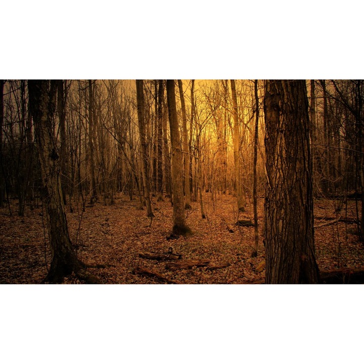 Öntapadó PVC tapéta - Táj erdőkkel és fákkal 116, 100 x 150 cm