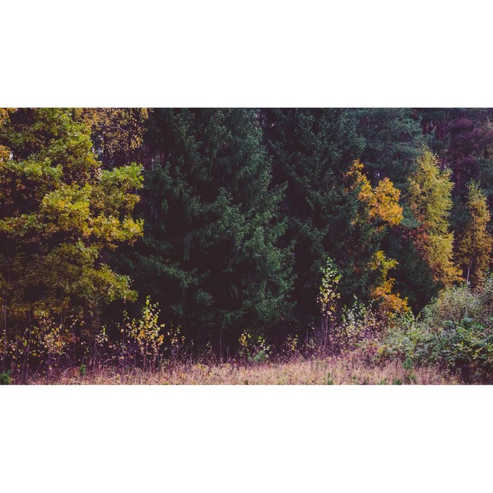 Öntapadó PVC tapéta - Táj erdőkkel és fákkal 103, 100 x 150 cm