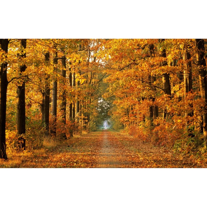 Öntapadó PVC tapéta - Táj erdőkkel és fákkal 133, 100 x 150 cm