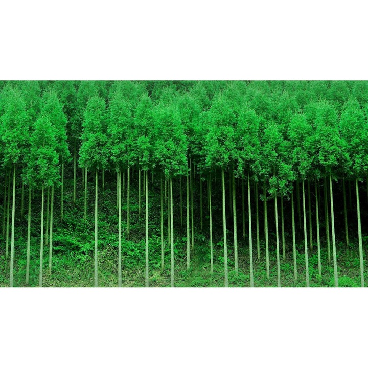 Öntapadó PVC tapéta - Táj erdőkkel és fákkal 161, 100 x 150 cm