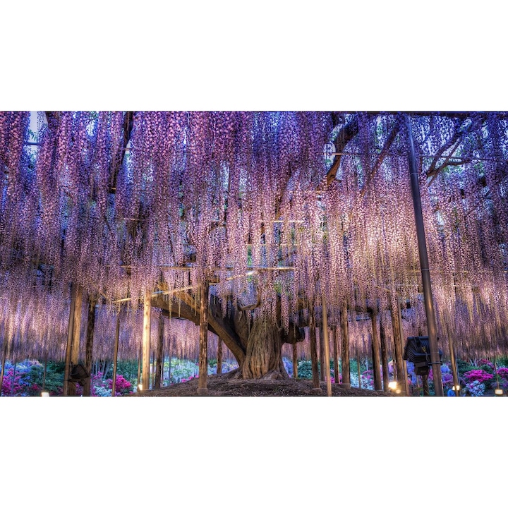 Öntapadó PVC tapéta - Táj erdőkkel és fákkal 188, 100 x 150 cm