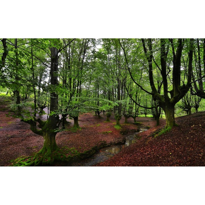 Öntapadó PVC tapéta - Táj erdőkkel és fákkal 041, 100 x 150 cm