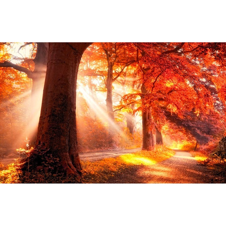 Öntapadó PVC tapéta - Táj erdőkkel és fákkal 164, 100 x 150 cm