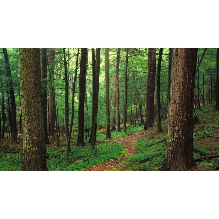 Öntapadó PVC tapéta - Táj erdőkkel és fákkal 184, 100 x 150 cm