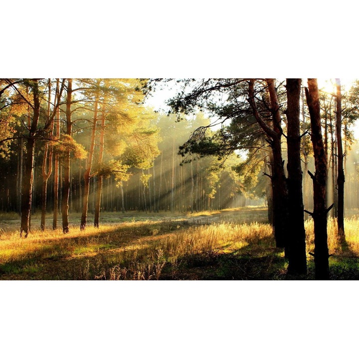 Öntapadó PVC tapéta - Táj erdőkkel és fákkal 198, 100 x 150 cm