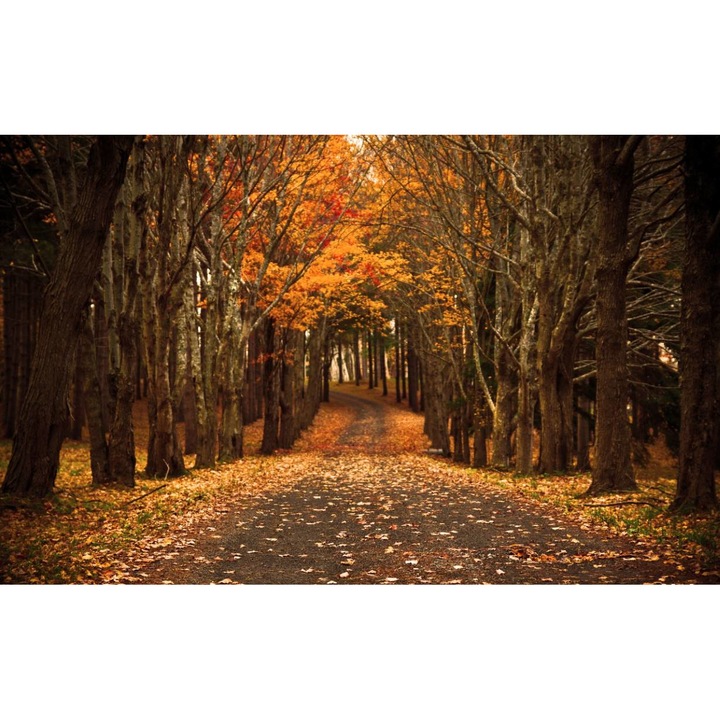 Öntapadó PVC tapéta - Táj erdőkkel és fákkal 139, 100 x 150 cm