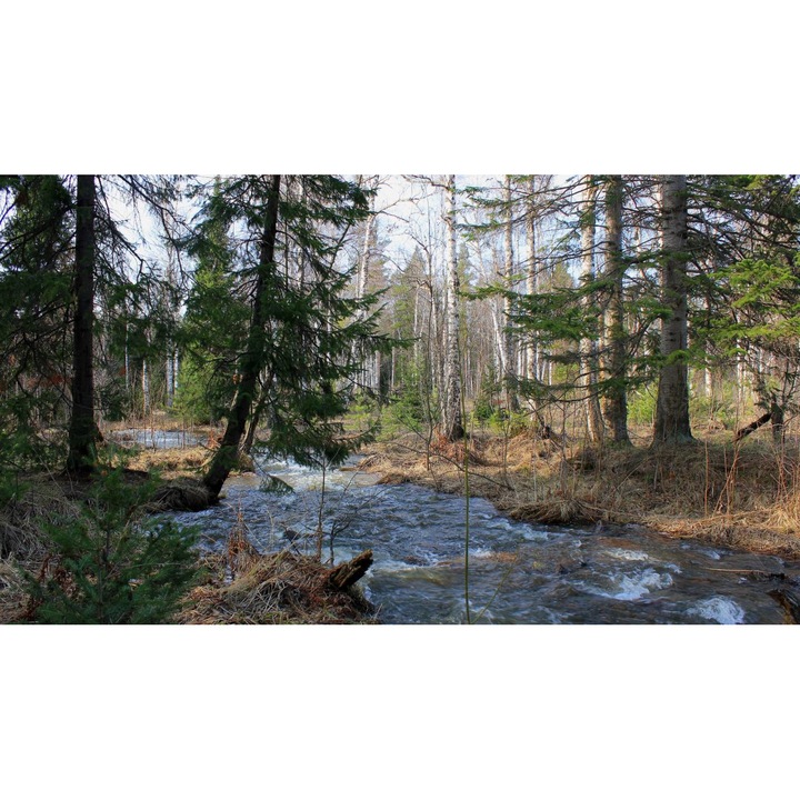 Öntapadó PVC tapéta - Táj erdőkkel és fákkal 234, 100 x 150 cm